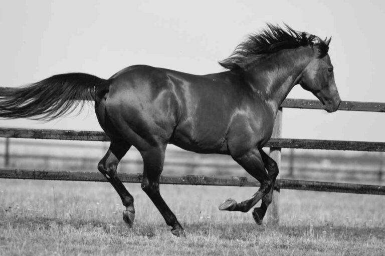 Champion Areion mit 27 Jahren abgetreten