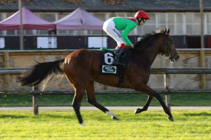 Lajoscha Lajoscha Foto: turfstock.com