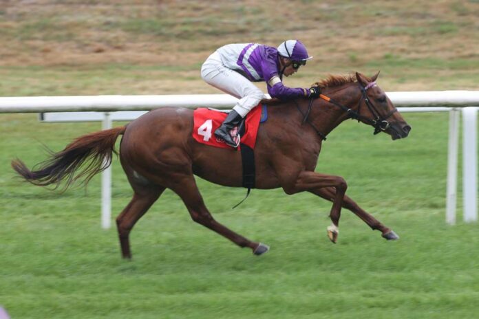 Nasomo unter Bauyrzhan Murzabayev (Archiv) Nasomo unter Bauyrzhan Murzabayev (Archiv)