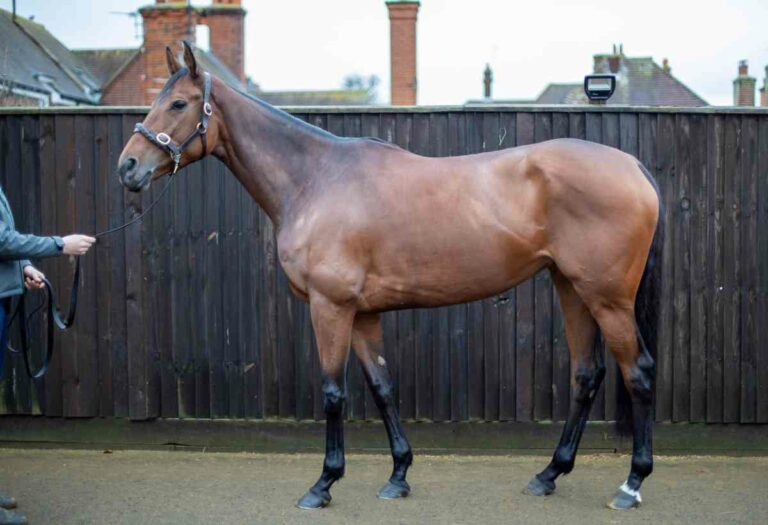 Rosscarbery Foto: tattersalls.com