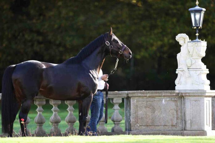 Der Röttgener Deckhengst WindstoßDer Röttgener Deckhengst Windstoß Der Röttgener Deckhengst Windstoß
