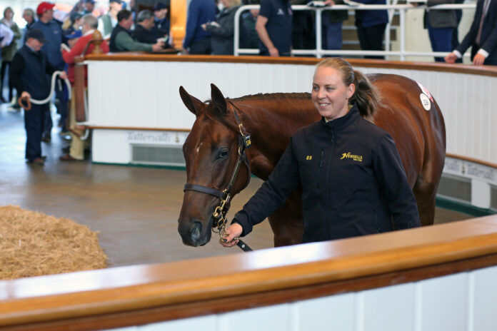 Caelestis als Jährling bei Tattersalls Foto: Tattersalls Caelestis als Jährling bei Tattersalls Foto: Tattersalls