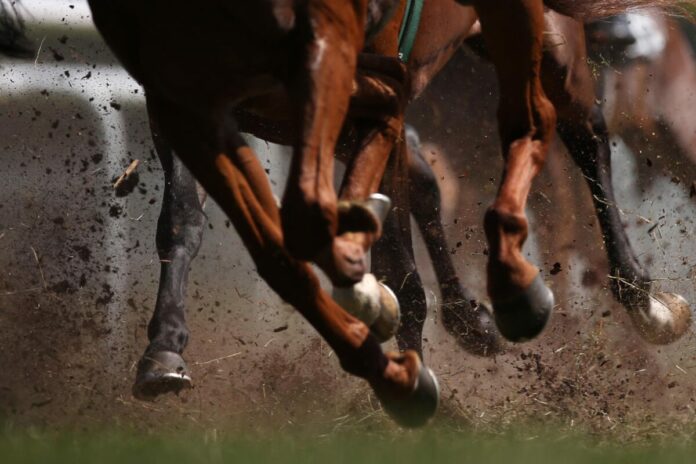 Pferdebeine im Galopp