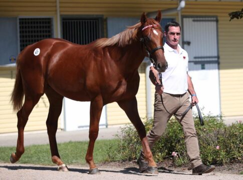 Cracksking als Jährling bei der BBAG