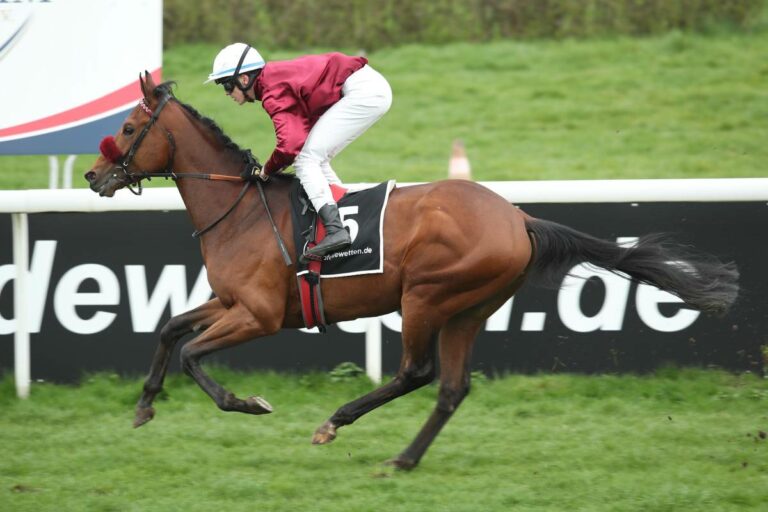 Mr Hollywood ein „TDN Rising Star“ Mr Hollywood ein „TDN Rising Star“