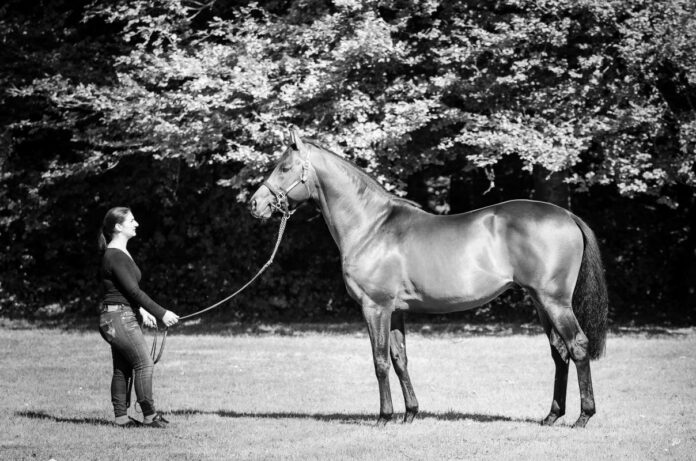Pastorius Foto: Haras de la Hetraie Pastorius Foto: Haras de la Hetraie