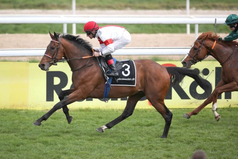 Derbypferde gesucht!