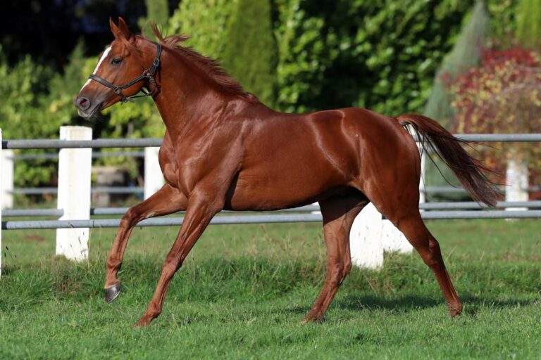 Torquator Tasso