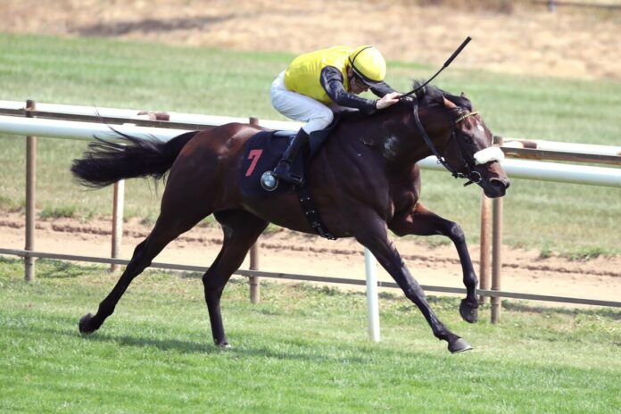 Wales siegt unter Jozef Bojko Wales siegt unter Jozef Bojko