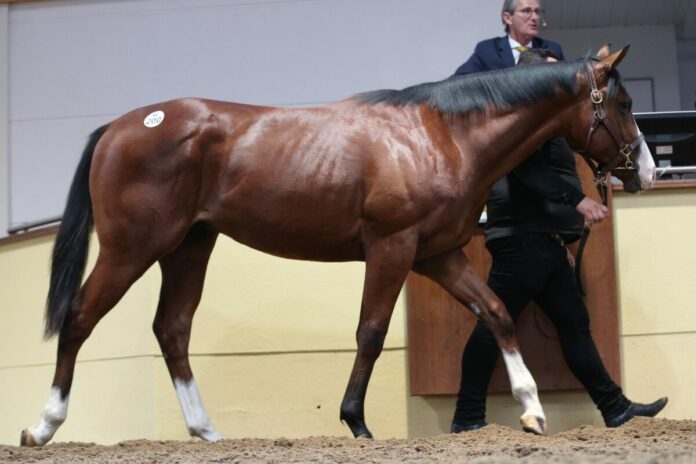 Winwood als Jährling bei der BBAG