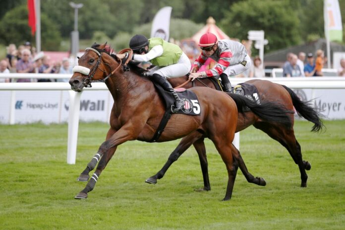 Arabino in den Farben des Stalles Steintor