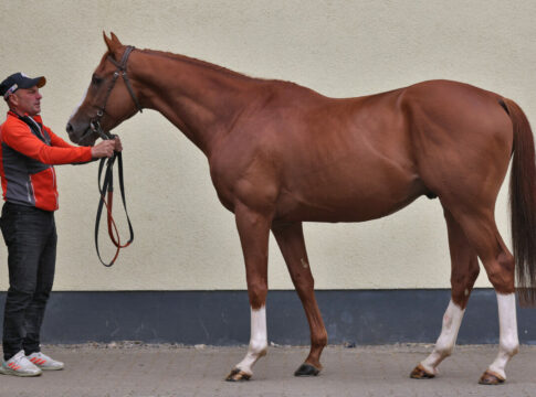 Alter Adler Foto: Sabine Effgen