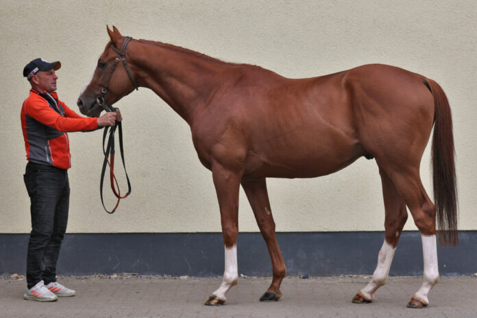 Alter Adler Foto: Sabine Effgen Alter Adler Foto: Sabine Effgen