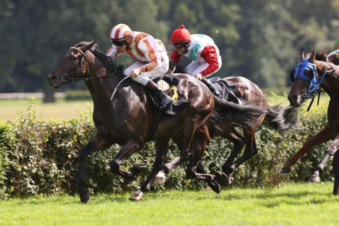 Akua'rius siegt unter Adrie de Vries im Hoppegartener Steher-Preis Akua'rius siegt unter Adrie de Vries im Hoppegartener Steher-Preis