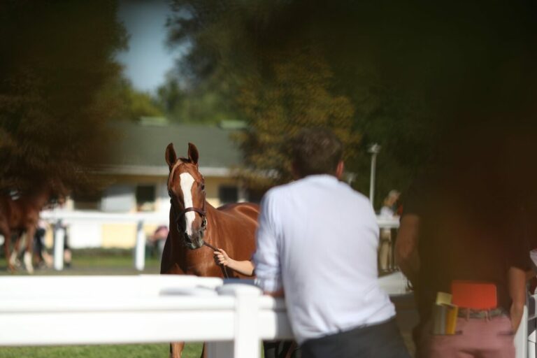 Neu bei Deutscher Galopp: Willkommens-Geschenk für neue Besitzer