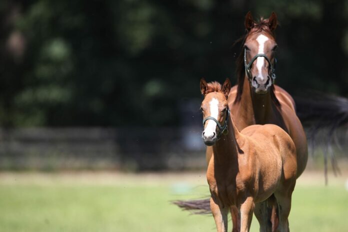 Muskoka als Fohlen mit ihrer Mutter Morning Mist auf der Weide im Gestüt Ebbesloh