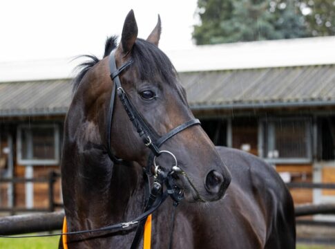 Sammarco im Stall Asterblüte von Peter Schiergen