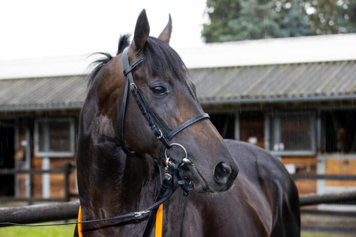 Sammarco im Stall Asterblüte von Peter Schiergen Sammarco im Stall Asterblüte von Peter Schiergen