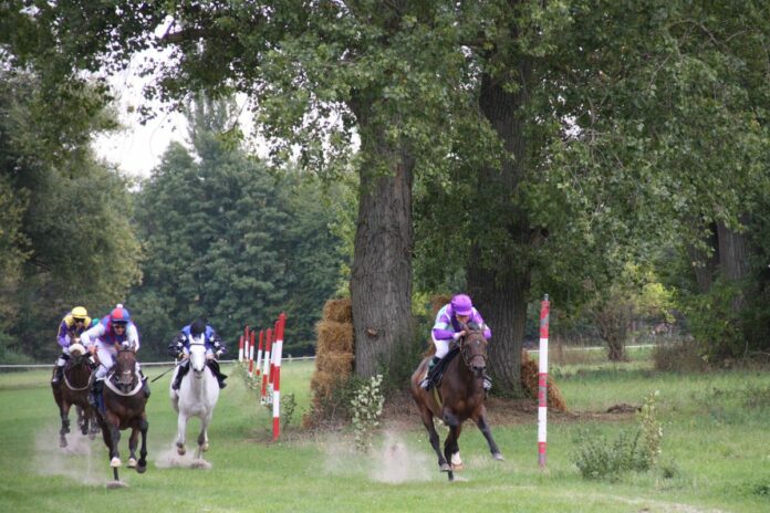 Galopprennen in Billigheim