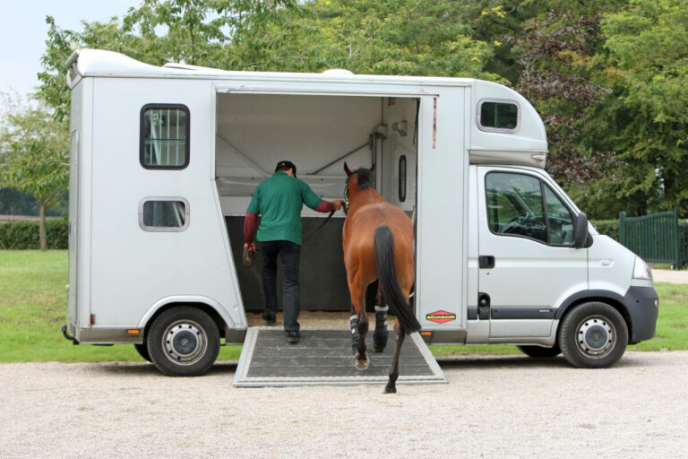 Seminar zum „Sachkundenachweis Pferdetransport“