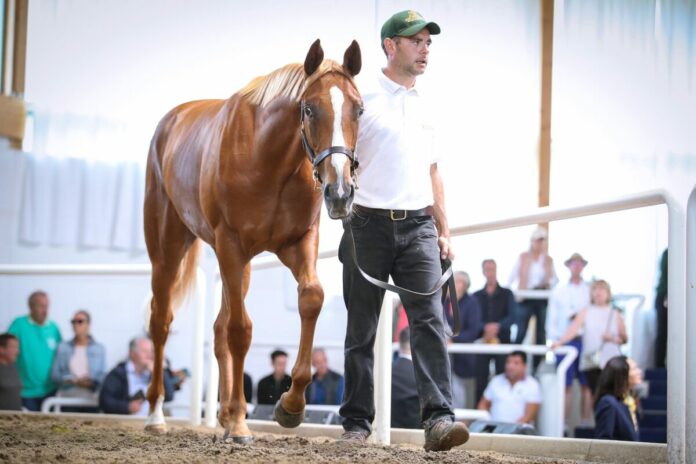 Lot-Nummer 68 aus der Salve Aurora Lot-Nummer 68 aus der Salve Aurora