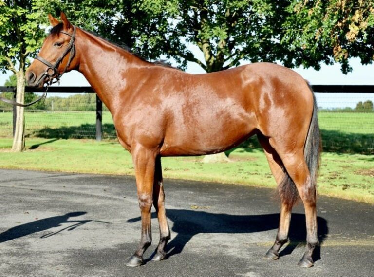 Bethke-Jaenickes kaufen sich das Wunschpferd bei Tattersalls