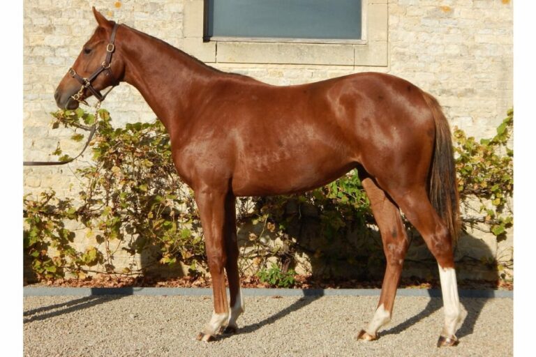 Arqana: Sechs deutsche Käufe am Finaltag