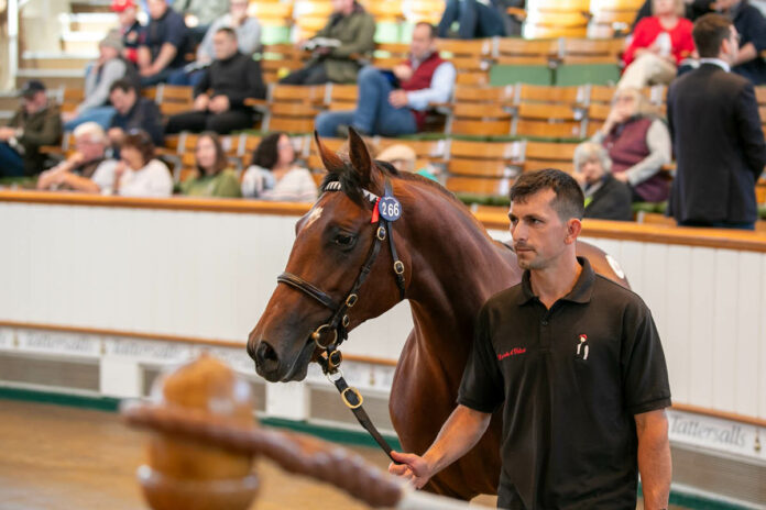 Die Lot-Nummer 266 geht für 2 Millionen Guineas an MV Magnier Foto: Tattersalls