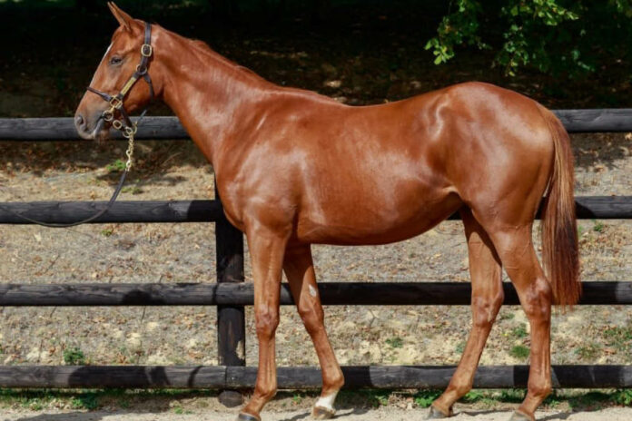 Für 16.000 Euro kauft die GTM Gmbh diese Persian King-Stute