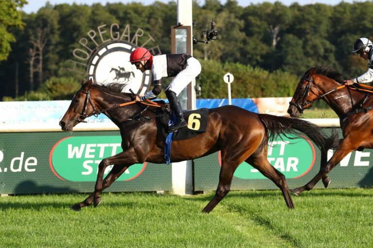 Peace of Rose, hier in den Farben des Stalles Romily