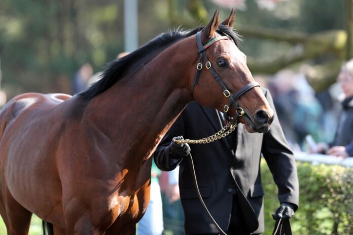 Iquitos der Galopper des Jahres 2018