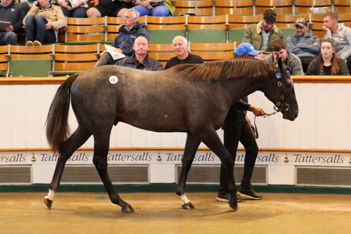 Der Ghaiyyath-Sohn aus der Tickled Pink bringt 1.050.000 Guineas Foto: Tattersalls