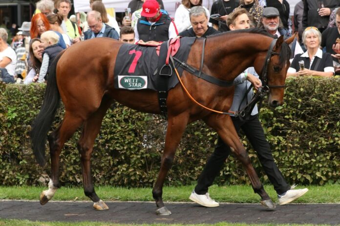 Mister Fernando (Archiv) Mister Fernando (Archiv)