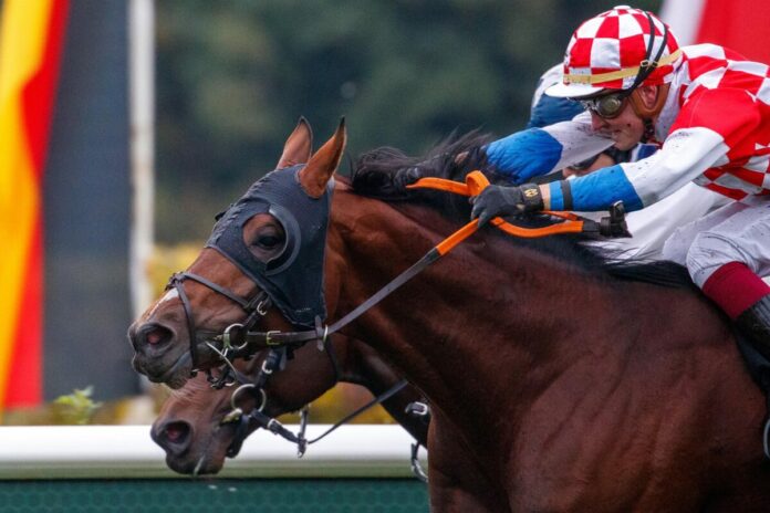 Woodstone siegt unter Martin Seidl