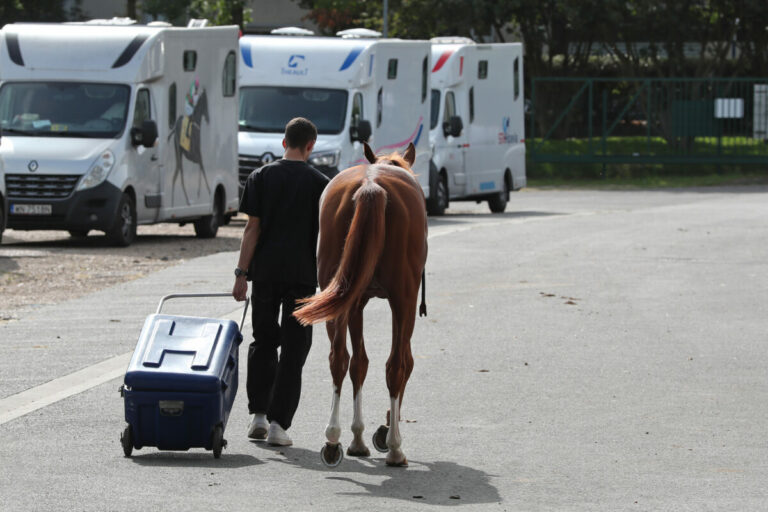 Sachkundenachweis Pferdetransport: Gut geschult und bestanden