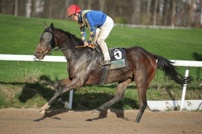 Stay First siegt unter Bayarsaikhan Ganbat