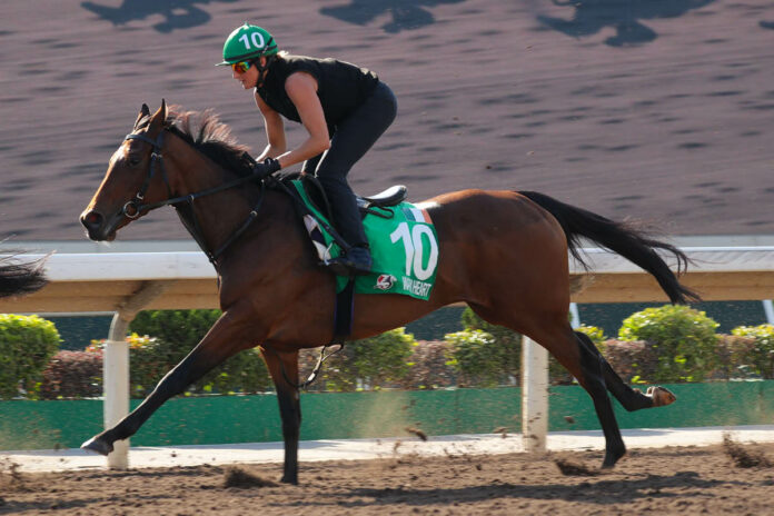 Warm Heart bei der Morgenarbeit in Sha Tin Foto: hkjc.com