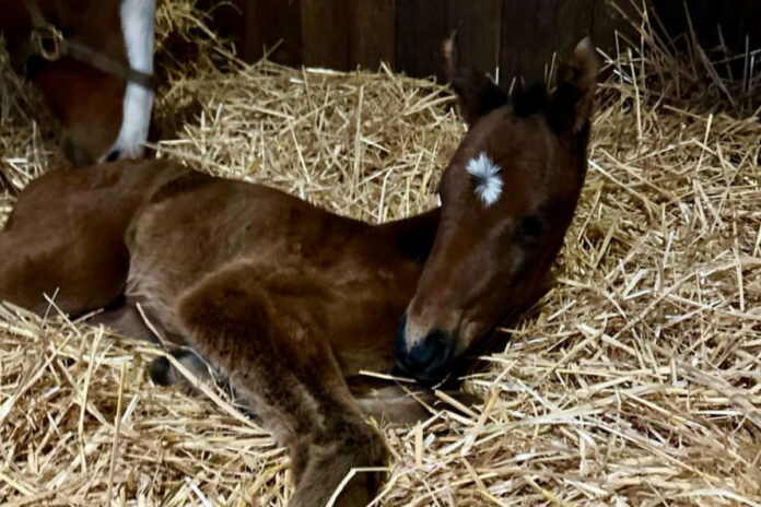 Donnerstag eine Stute von Rubaiyat Foto: Ohlerweiherhof Annie de Vega brachte am Donnerstag eine Stute von Rubaiyat Foto: Ohlerweiherhof