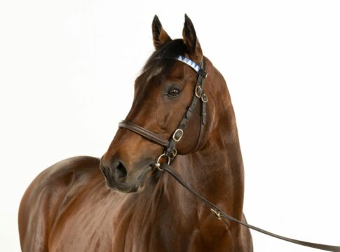 Deckhengst Cracksman