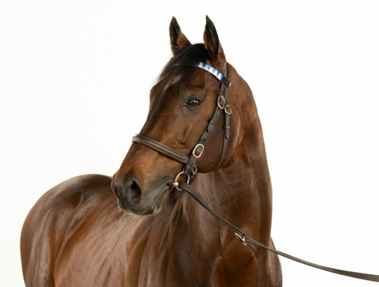 Deckhengst Cracksman