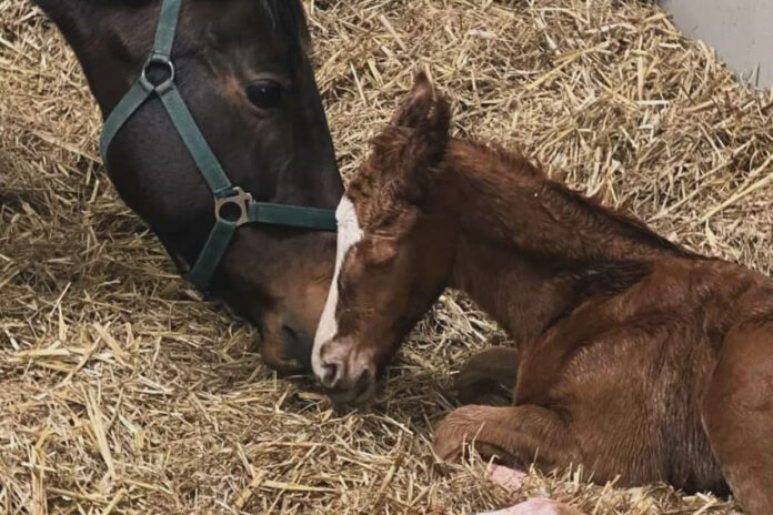 Soleila mit ihrem Torquator Tasso-Fohlen Foto: Franzsika Jacobs Soleila mit ihrem Torquator Tasso-Fohlen Foto: Franzsika Jacobs