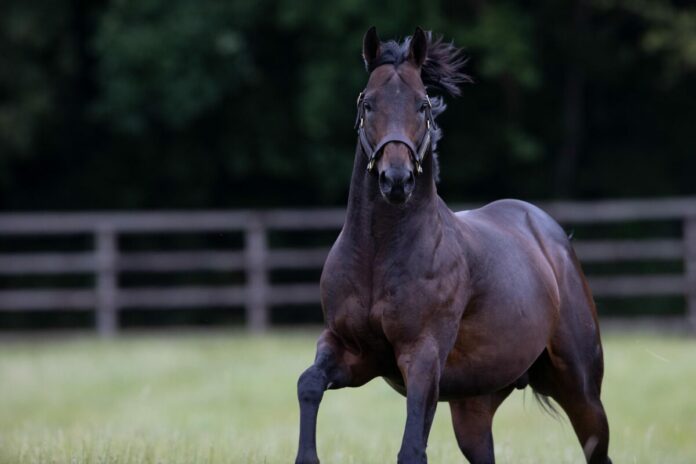 Too Darn Hot im Dalham Stud Too Darn Hot im Dalham Stud