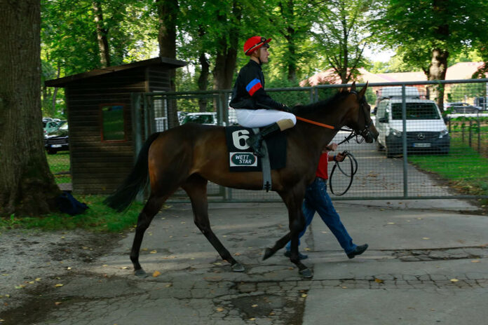 Peace Of Rose im Jahr 2022 in den Farben es Gestüts Etzean Foto: turfstock.com