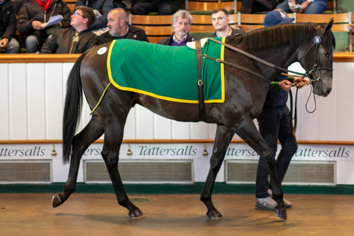 Anno Domini im Ring bei Tattersalls Foto: Tattersalls