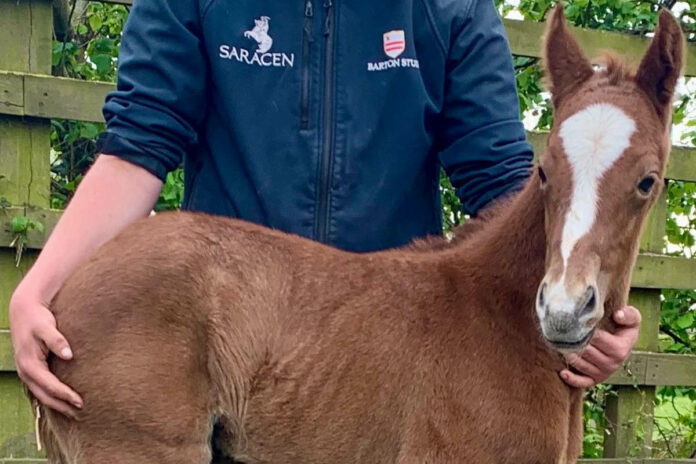 Das Fohlen aus der Abadan