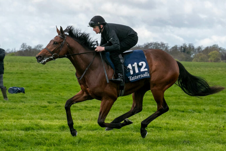 Der Galileo-Sohn aus der Manderley bei der Breeze Up Foto: Tattersalls
