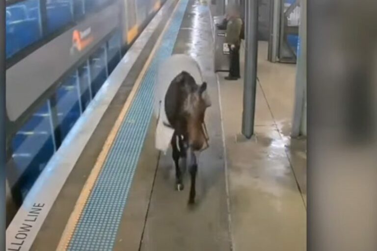 Da steht ein Pferd in der Bahnstation