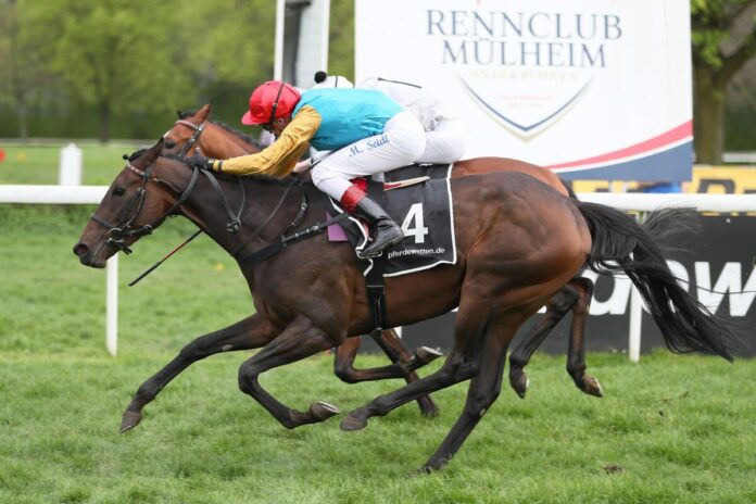 Weltbeste fängt Wilko genau im Ziel ab