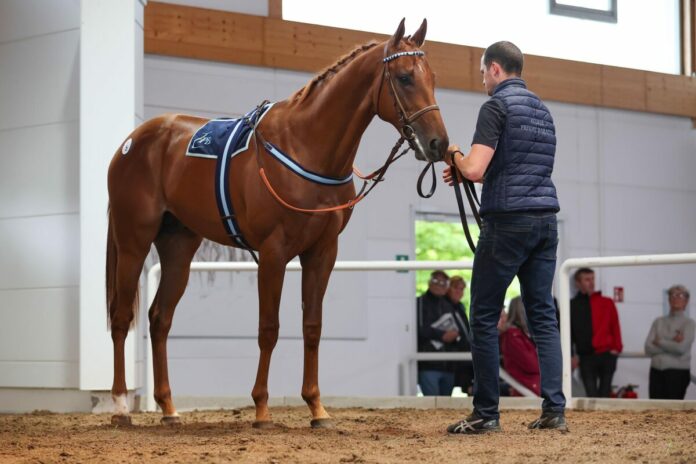 Der Sea The Moon-Sohn aus der Maestria