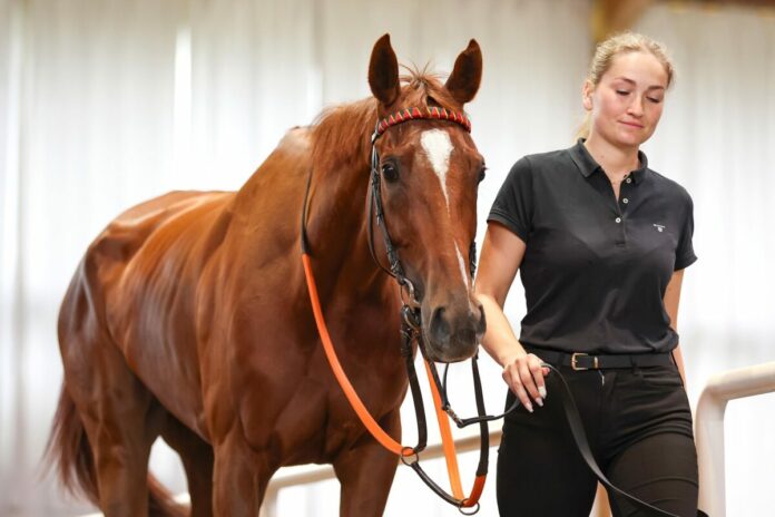 Ultima im Ring der BBAG